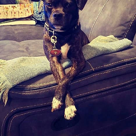 Bella is registered to the contest to win money with this photo: black, carnivore, cloud, collar, comfort, companion_dog, dog, dog_breed, dog_collar, electric_blue, fawn, fur, light, liver, metal, paw, snout, toy_dog, whiskers, working_animal