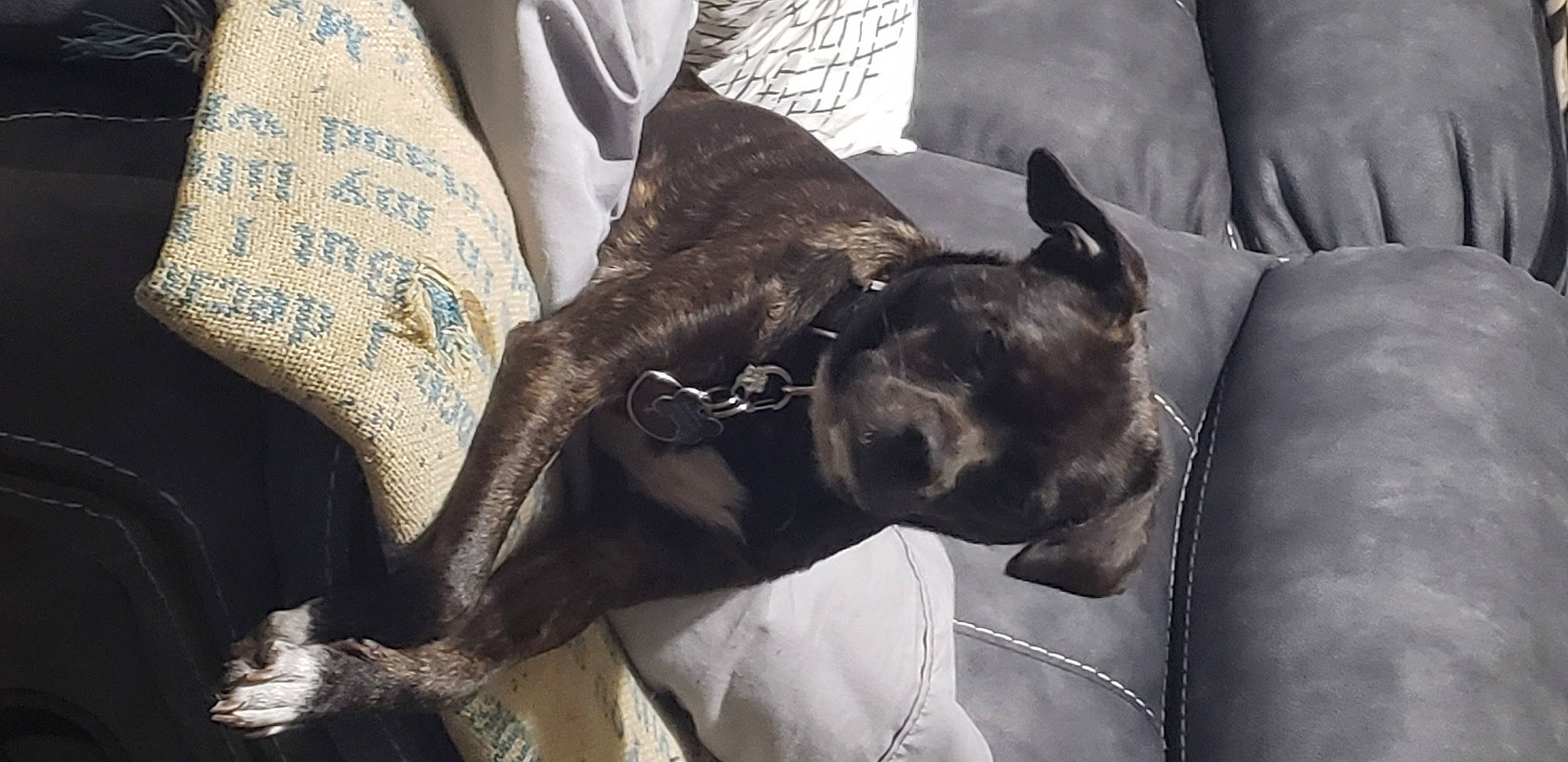 Bella is registered to the contest to win money with this photo: canidae, carnivore, collar, comfort, companion_dog, dog, dog_breed, dog_collar, ear, fawn, felidae, grey, guard_dog, linens, mammal, snout, sporting_group, toy_dog, whiskers, working_animal