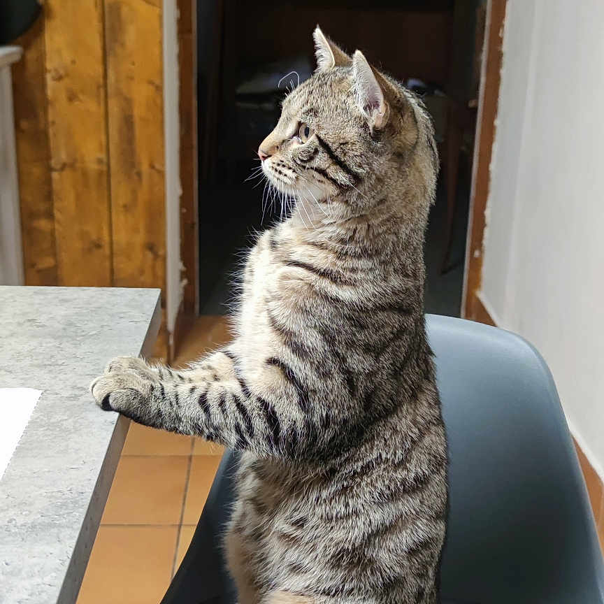 Kaïlou a rejoint le concours — aidez-le/la à gagner de superbes lots ! animal_pose, cat, chair, curious, domestic_animal, domestic_life, floor_tiles, furniture, gray_chair, indoor, looking_away, marble_countertop, paws, pet, side_view, sitting, tabby_cat, tail, whiskers, wooden_wall