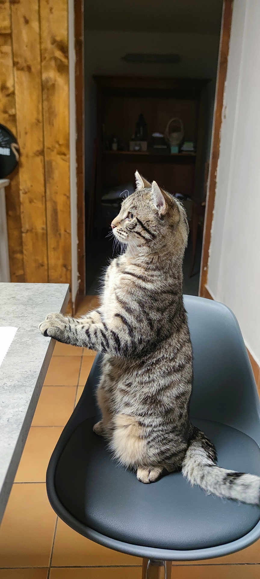 Kaïlou a rejoint le concours — aidez-le/la à gagner de superbes lots ! cat, tabby_cat, chair, indoor, furniture, curious, pet, domestic_animal, marble_countertop, wooden_wall, floor_tiles, sitting, side_view, animal_pose, whiskers, tail, paws, looking_away, gray_chair, domestic_life