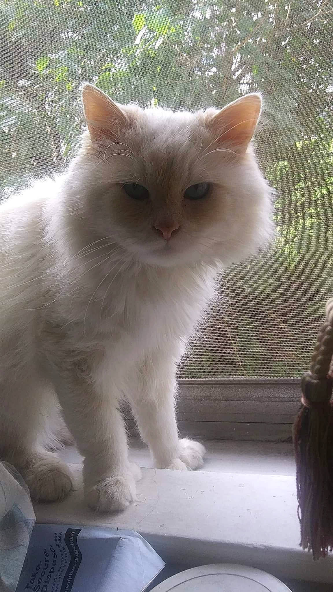 Danny is registered to the contest to win money with this photo: carnivore, cat, claw, domestic_short_haired_cat, eye, fawn, felidae, fur, iris, mobile_phone, paw, small_to_medium_sized_cats, snout, tail, terrestrial_animal, whiskers, window, windshield