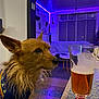 dog, small_dog, sweater, indoor, table, glass, beer, purple_lighting, floor, window, couch, living_room, pet, mammal, fur, ear, beverage, drink, tabletop, night