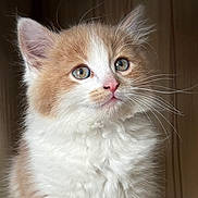 Aby a rejoint le concours — aidez-le/la à gagner de superbes lots ! kitten, cat, fluffy, curious, wooden_box, pet, animal, cute, feline, young, whiskers, ears, nose, fur, portrait, indoor, closeup, adorable, small, friendly