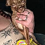 Bean joined the competition — help win amazing prizes! accessories, animal, blanket, bodypart, canine, chihuahua, dog, face, finger, hand, head, jewelry, person, pet, photography, portrait, puppy, ring, skin, tattoo