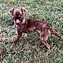 Bean joined the competition — help win amazing prizes! animal, boxer, bulldog, canine, chihuahua, cockerspaniel, dog, field, frenchbulldog, grass, grassland, hound, lawn, nature, outdoors, papillon, pet, plant, puppy, terrier