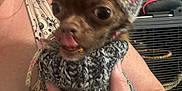 Bean is registered to the contest to win money with this photo: accessories, animal, baseballcap, canine, cap, chihuahua, clothing, dog, face, fish, glasses, hat, head, person, pet, photography, portrait, puppy, sealife, shark