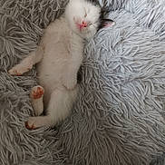 Mimi a rejoint le concours — aidez-le/la à gagner de superbes lots ! kitten, cat, sleeping, fluffy, blanket, cozy, cute, pet, animal, feline, pink_nose, paw, resting, soft, adorable, young, domestic_cat, fur, relaxed, indoor