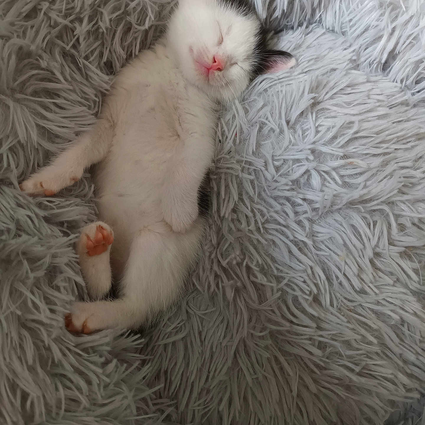 Mimi a rejoint le concours — aidez-le/la à gagner de superbes lots ! adorable, animal, blanket, cat, cozy, cute, domestic_cat, feline, fluffy, fur, indoor, kitten, paw, pet, pink_nose, relaxed, resting, sleeping, soft, young