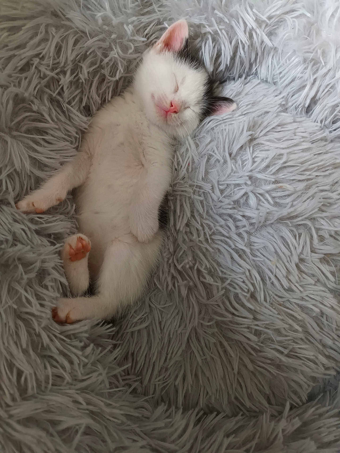 Mimi a rejoint le concours — aidez-le/la à gagner de superbes lots ! kitten, cat, sleeping, fluffy, blanket, cozy, cute, pet, animal, feline, pink_nose, paw, resting, soft, adorable, young, domestic_cat, fur, relaxed, indoor