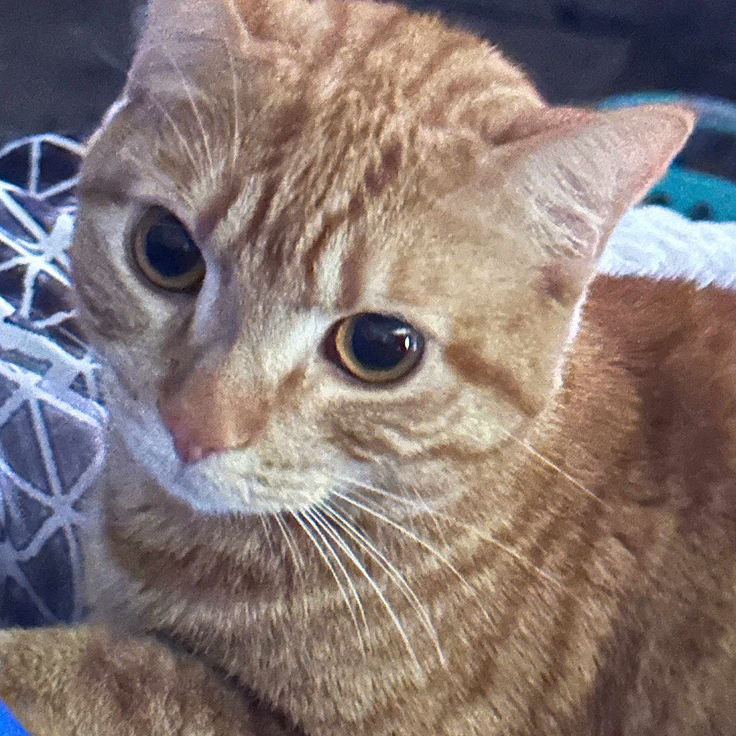 Honey is registered to the contest to win money with this photo: abyssinian, animal, cat, kitten, manx, pet