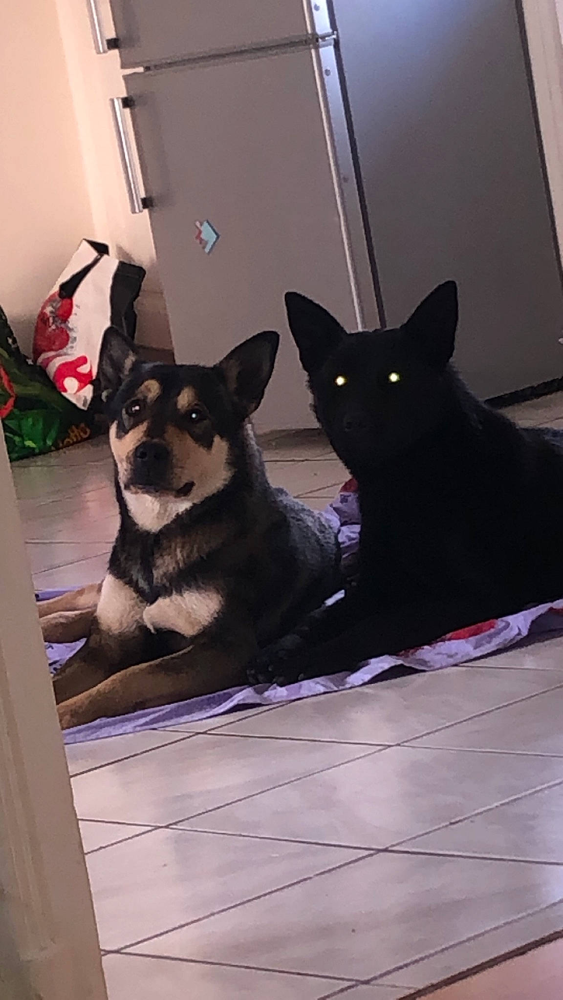 Pink a rejoint le concours — aidez-le/la à gagner de superbes lots ! australian_kelpie, black_norwegian_elkhound, canidae, carnivore, dog, dog_breed, mammal, non_sporting_group, schipperke, sporting_group, vertebrate