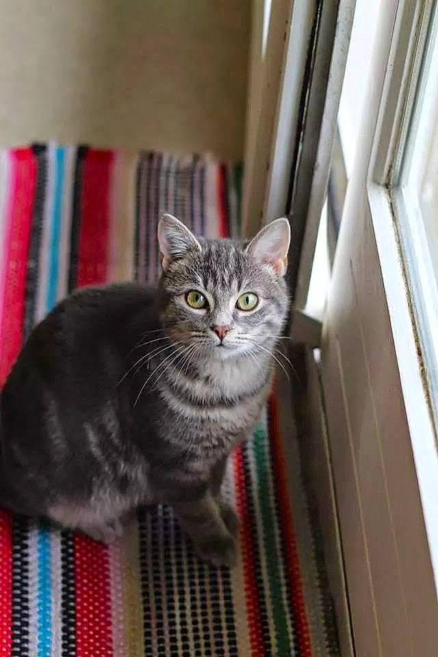 Jericho a rejoint le concours — aidez-le/la à gagner de superbes lots ! carnivore, cat, cat_supply, domestic_short_haired_cat, door, felidae, fixture, flooring, fur, grey, pet_supply, room, small_to_medium_sized_cats, snout, whiskers, wood