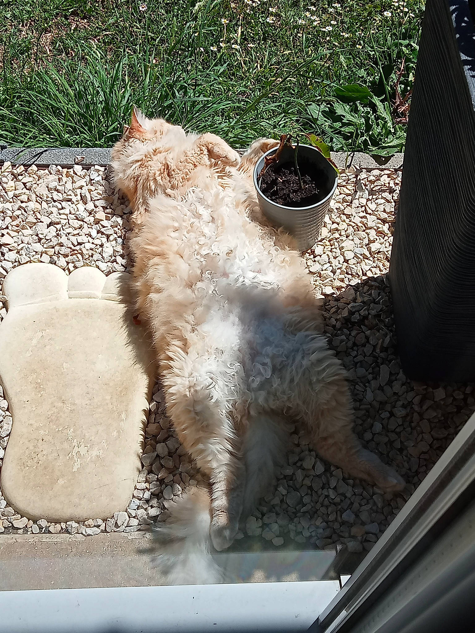 Pioupiou a rejoint le concours — aidez-le/la à gagner de superbes lots ! automotive_exterior, canidae, carnivore, companion_dog, dog, dog_breed, fawn, felidae, fur, glass, grass, plant, small_to_medium_sized_cats, snout, sporting_group, tail, terrestrial_animal, terrier, water_dog, windshield