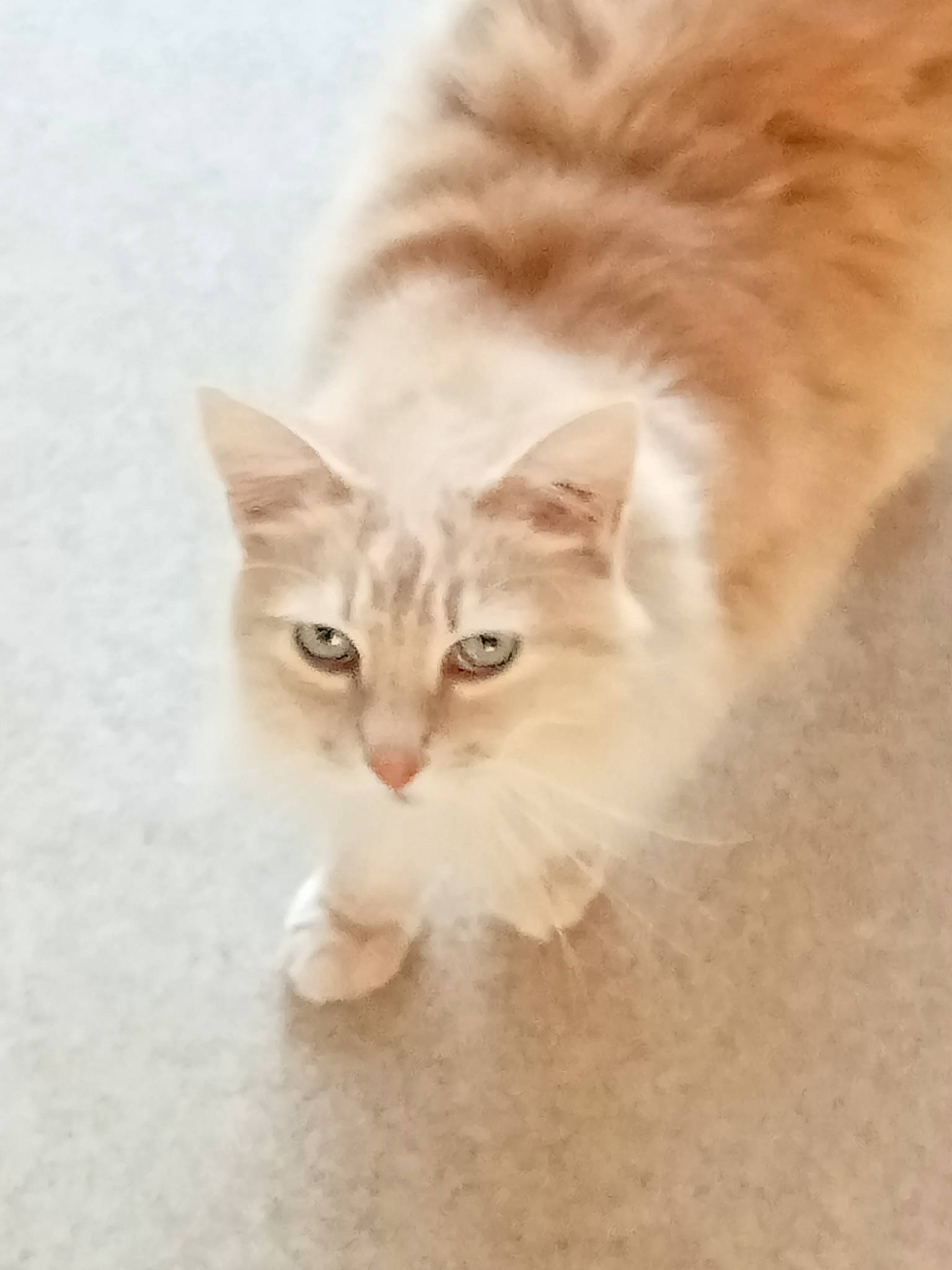 Pioupiou a rejoint le concours — aidez-le/la à gagner de superbes lots ! art, carnivore, cat, claw, domestic_short_haired_cat, ear, fawn, felidae, flooring, fur, hardwood, paw, small_to_medium_sized_cats, snout, tail, terrestrial_animal, whiskers, wood