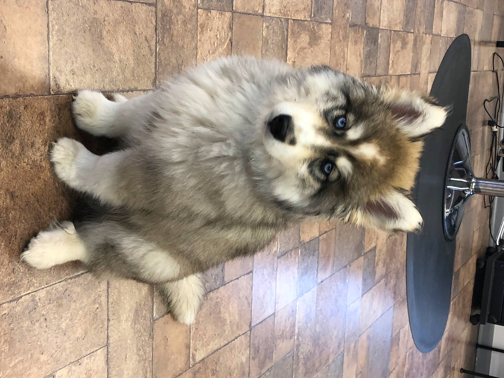 Leo joined the competition — help win amazing prizes! bicycle_wheel, canidae, carnivore, companion_dog, dog, dog_breed, fawn, fur, german_spitz, german_spitz_klein, german_spitz_mittel, keeshond, snout, spitz, sporting_group, terrestrial_animal, toy_dog, volpino_italiano, whiskers, working_animal