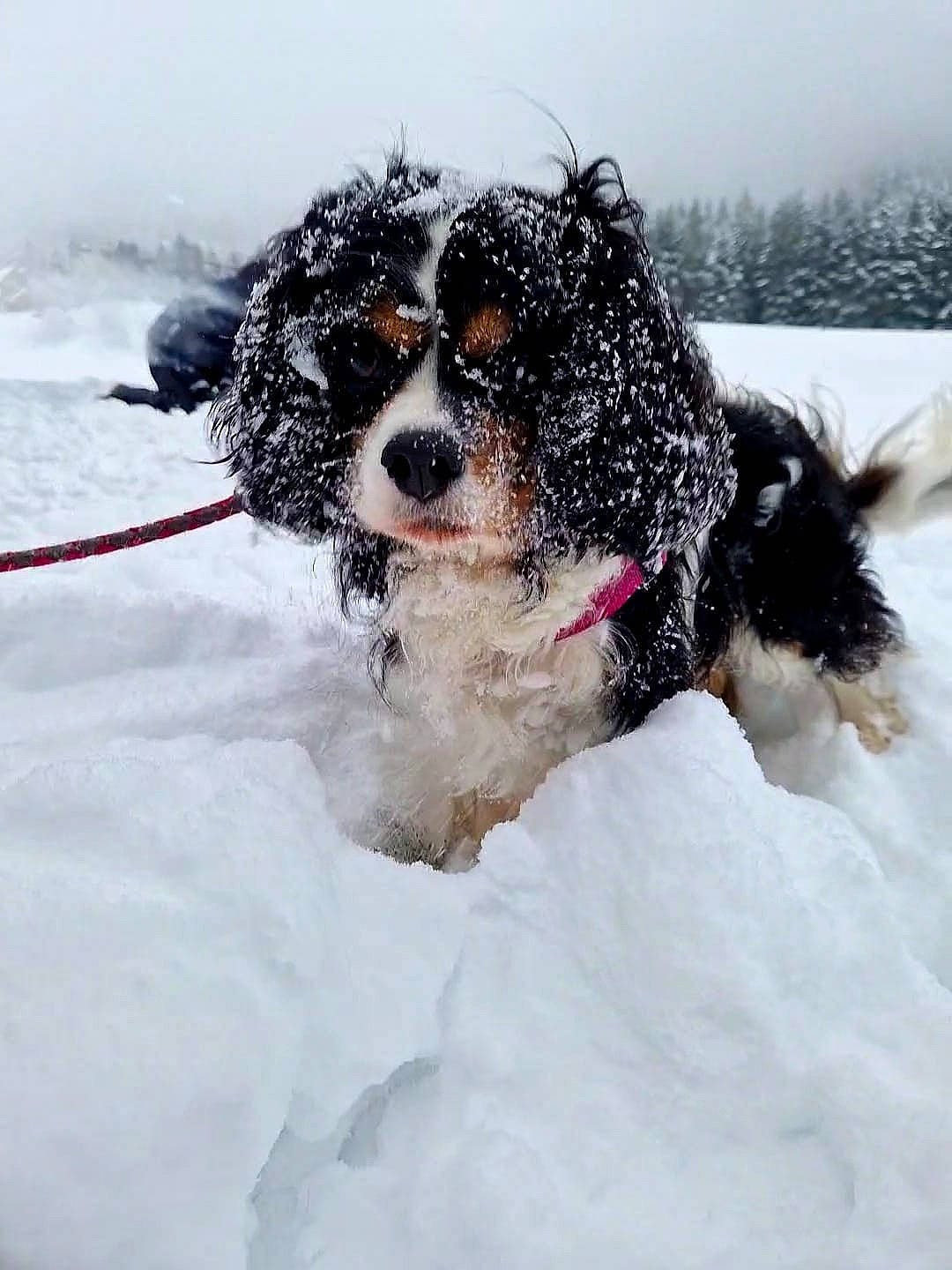 Mona participe au concours pour gagner de l'argent avec cette photo : canidae, carnivore, collar, companion_dog, dog, dog_breed, dog_collar, freezing, fur, mammal, snout, snow, spaniel, sporting_group, terrier, toy_dog, vertebrate, water_dog, winter, working_animal