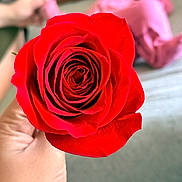 Naomi Luna is registered to the contest to win money with this photo: bed, bedroom, blanket, blurred_person, bokeh, child, close_up, fingers, flower, foreground, hand, holding, indoor, macro_photography, petals, pillow, pink_clothing, red_rose, rose, stem