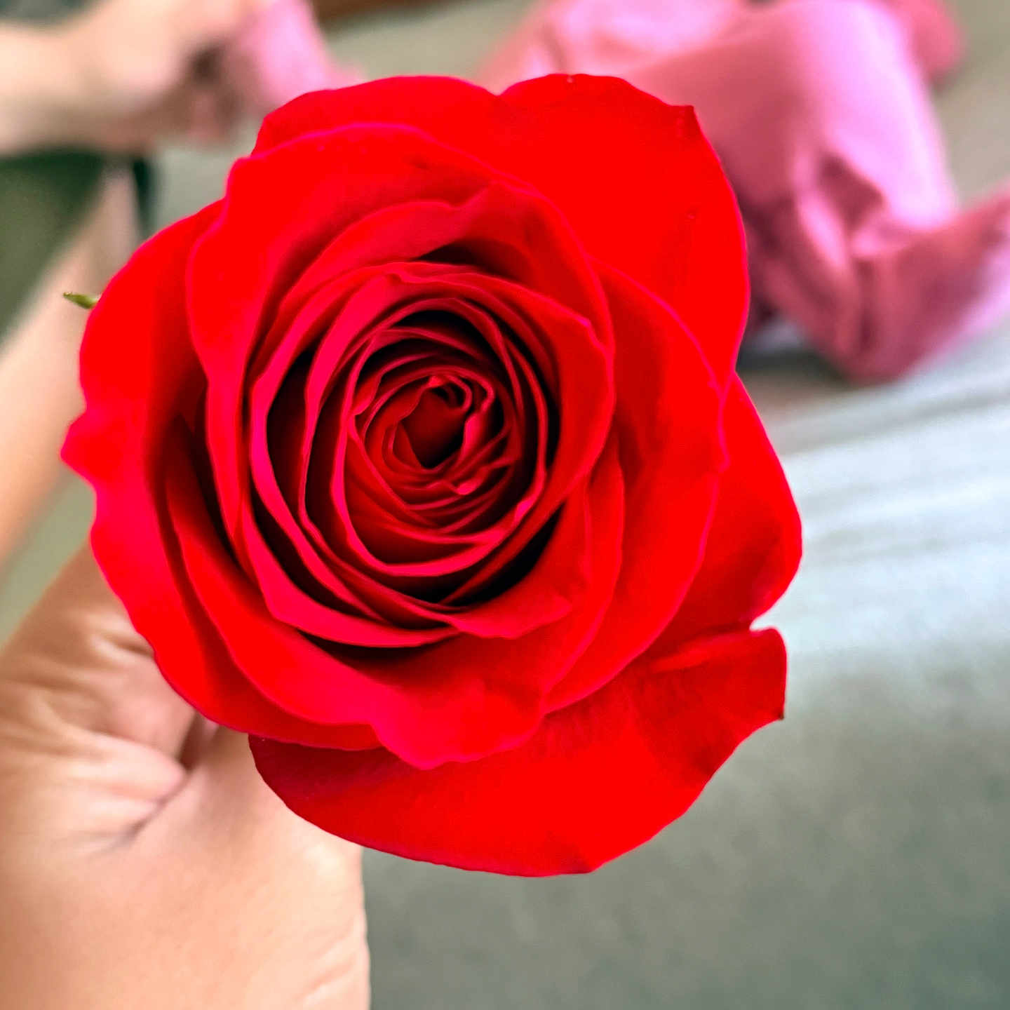 Naomi Luna is registered to the contest to win money with this photo: bed, bedroom, blanket, blurred_person, bokeh, child, close_up, fingers, flower, foreground, hand, holding, indoor, macro_photography, petals, pillow, pink_clothing, red_rose, rose, stem
