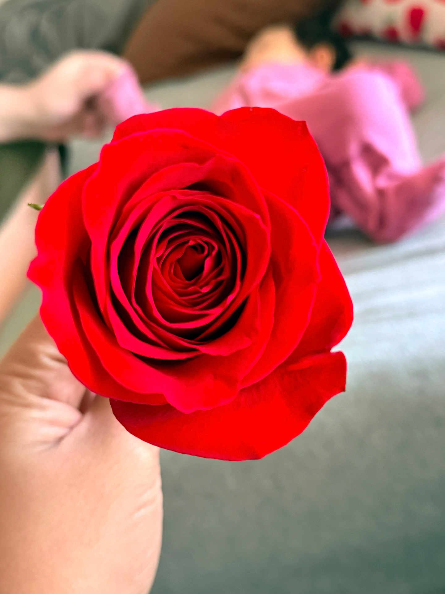 Naomi Luna is registered to the contest to win money with this photo: bed, bedroom, blanket, blurred_person, bokeh, child, close_up, fingers, flower, foreground, hand, holding, indoor, macro_photography, petals, pillow, pink_clothing, red_rose, rose, stem
