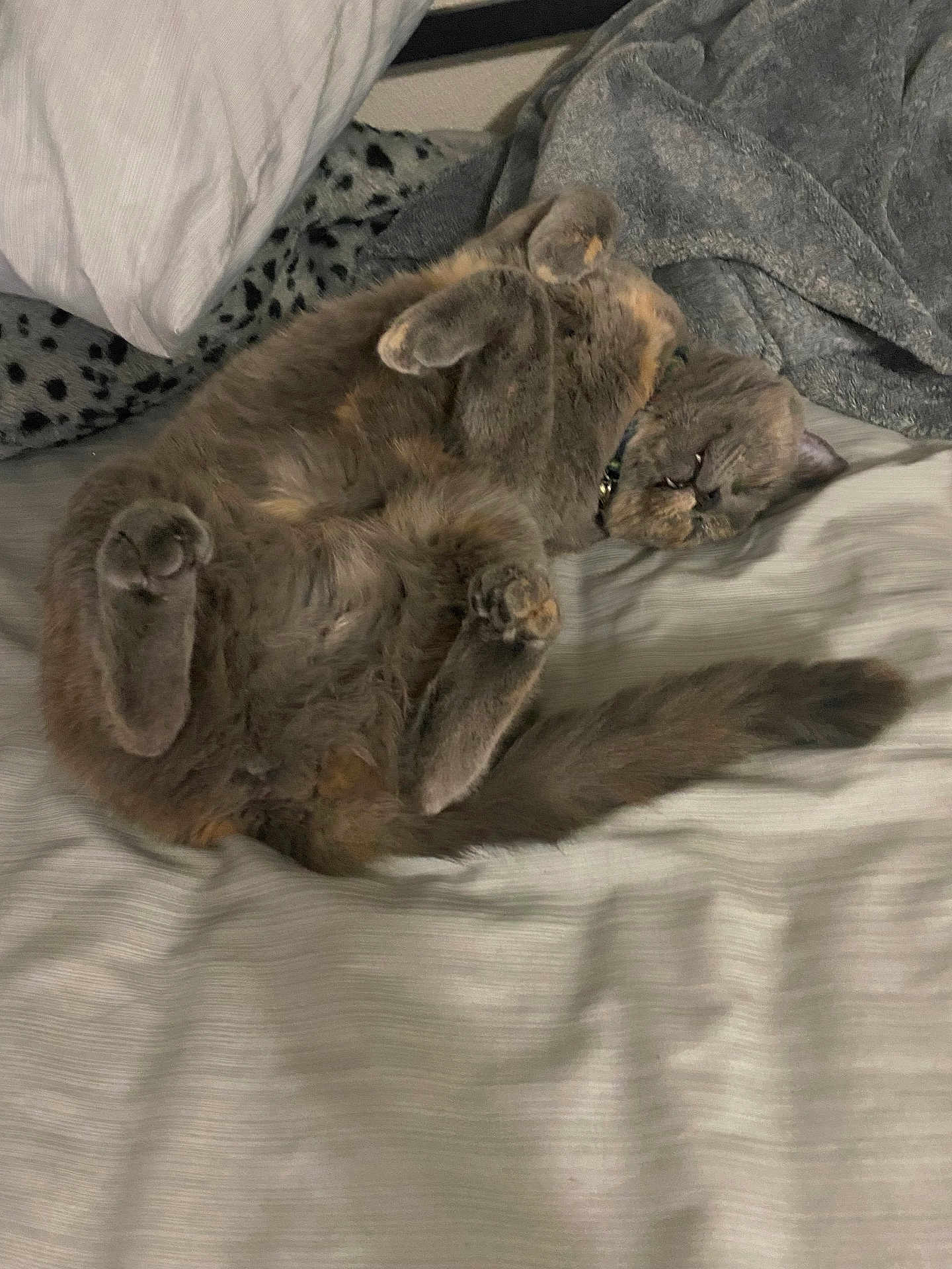 Mila is registered to the contest to win money with this photo: cat, feline, pet, bed, blanket, pillow, sleeping, belly_up, paws, fur, whiskers, collar, indoor, cozy, nap, tail, grey_cat, muzzle, toe_beans, bedding