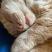 Simba joined the competition — help win amazing prizes! cat, sleeping, close_up, orange_fur, whiskers, paw, fur, pet, domestic_animal, cute, relaxed, animal, mammal, indoor, cozy, resting, soft, nose, face, feline