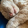 cat, sleeping, close_up, orange_fur, whiskers, paw, fur, pet, domestic_animal, cute, relaxed, animal, mammal, indoor, cozy, resting, soft, nose, face, feline