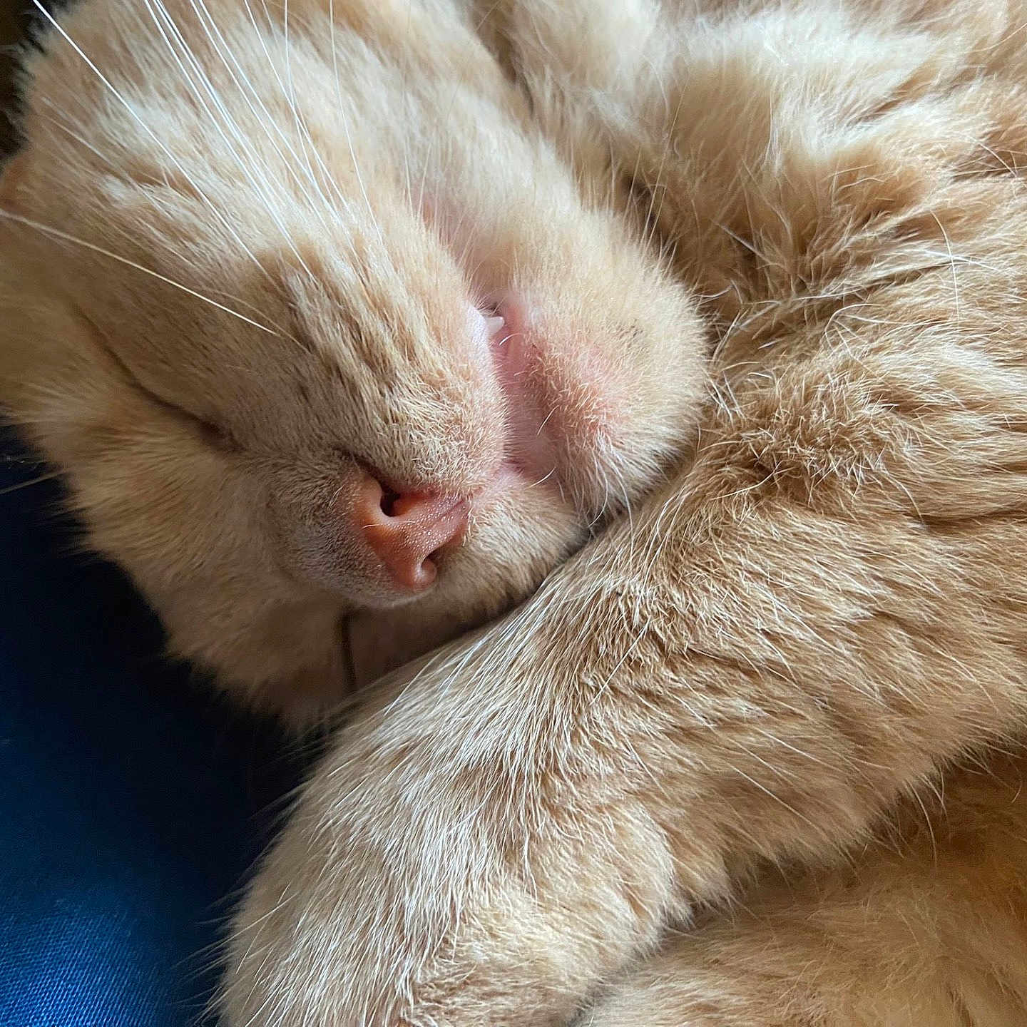 Simba joined the competition — help win amazing prizes! animal, cat, close_up, cozy, cute, domestic_animal, face, feline, fur, indoor, mammal, nose, orange_fur, paw, pet, relaxed, resting, sleeping, soft, whiskers