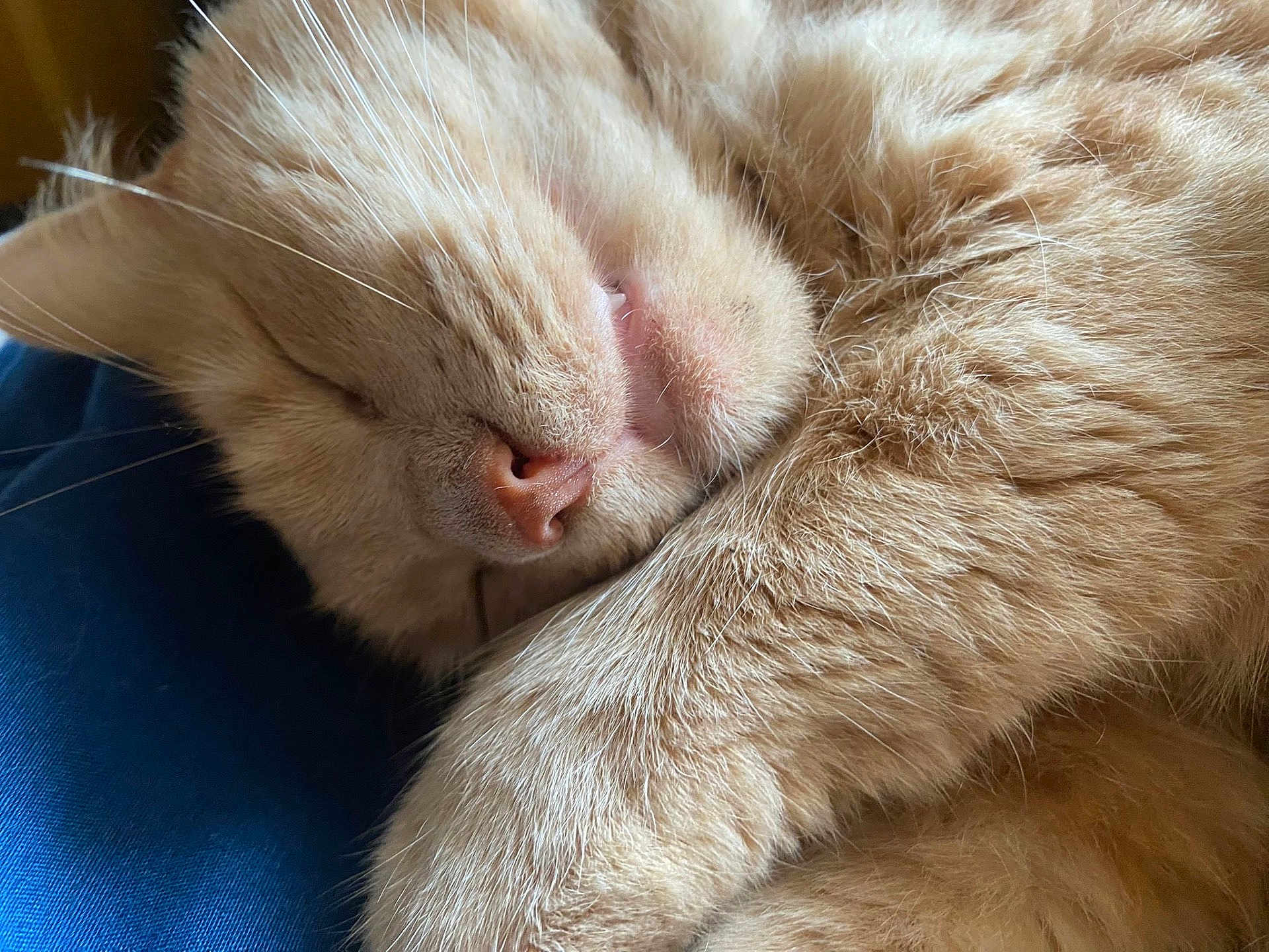 Simba
