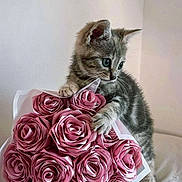 Mimoune a rejoint le concours — aidez-le/la à gagner de superbes lots ! adorable, bouquet, cat, closeup, curious, cute, flowers, fluffy, gray, indoor, kitten, paws, pet, playful, ribbon, roses, small, soft, striped, young