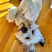 Rascul joined the competition — help win amazing prizes! dog, puppy, fluffy, small_dog, white_fur, gray_fur, black_nose, brown_eyes, lying_down, upside_down, paws, long_hair, shaggy, adorable, playful, indoor, hardwood_floor, wooden_floor, warm_lighting, portrait