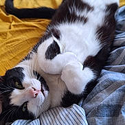 Mr Tartine participe au concours pour gagner de l'argent avec cette photo : abyssinian, animal, bed, bedroom, blanket, cat, couch, furniture, hardwood, homedecor, indoors, kitten, linen, manx, person, pet, quilt, room, sleeping, wood