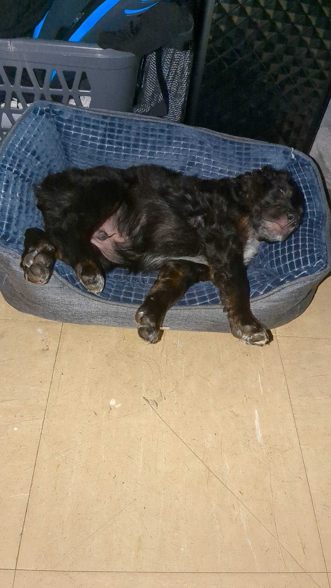 Stitch participe au concours pour gagner de l'argent avec cette photo : canidae, carnivore, cat, comfort, companion_dog, dog_breed, domestic_short_haired_cat, fawn, felidae, flooring, fur, hardwood, liver, small_to_medium_sized_cats, snout, sporting_group, tail, terrestrial_animal, whiskers, wood