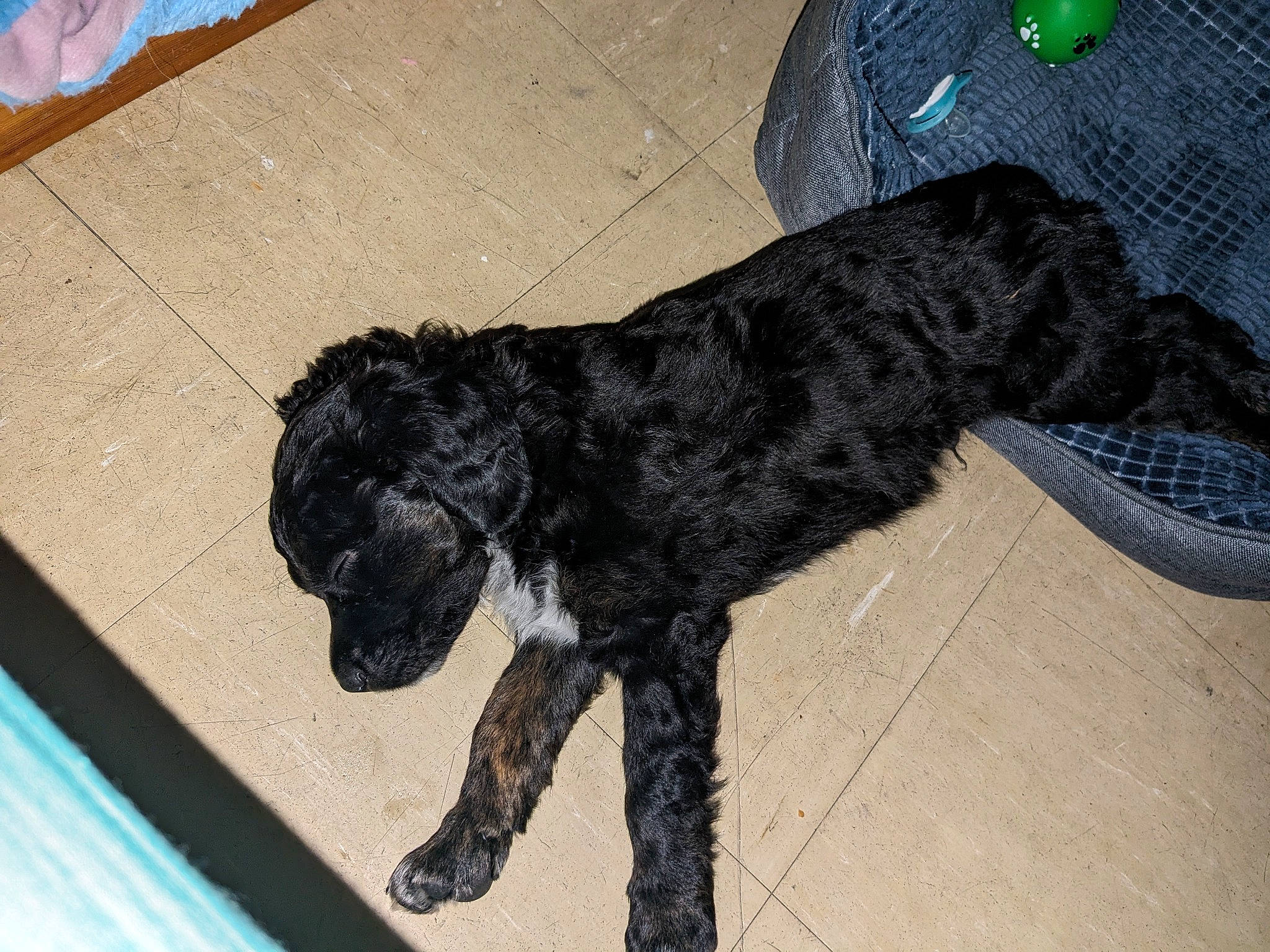 Stitch participe au concours pour gagner de l'argent avec cette photo : canidae, carnivore, claw, companion_dog, dog, dog_breed, flooring, fur, gun_dog, hardwood, labradoodle, liver, snout, spaniel, sporting_group, tail, terrier, toy_dog, water_dog, working_animal