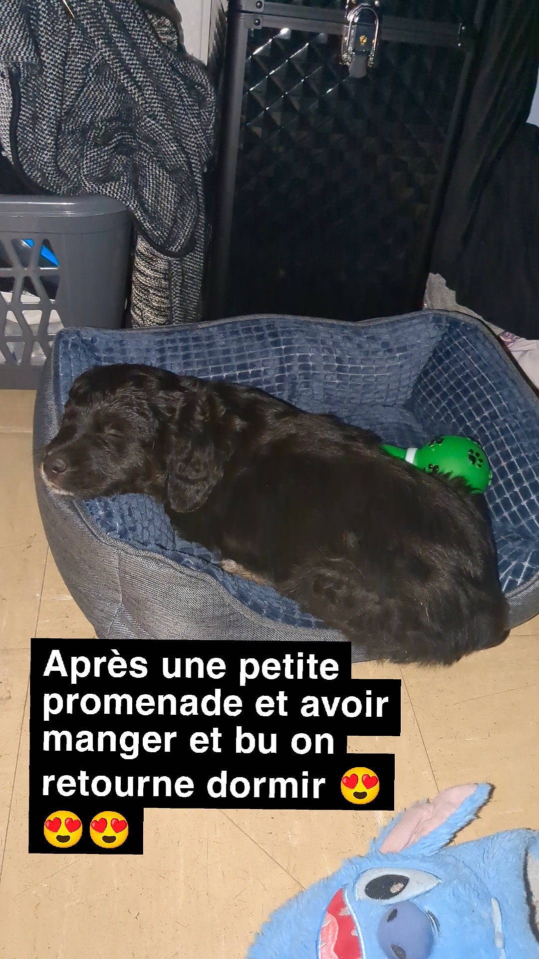 Stitch a rejoint le concours — aidez-le/la à gagner de superbes lots ! blue, canidae, carnivore, comfort, companion_dog, dog, dog_breed, dog_supply, flooring, font, fur, grey, pet_supply, photo_caption, sporting_group, tail, working_animal