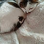 cat, sleeping, curled_up, white, fluffy_blanket, cozy, pet, fur, resting, indoor, close_up, domestic_animal, quiet, relaxation, animal, cute, tabby, soft_texture, peaceful, nap