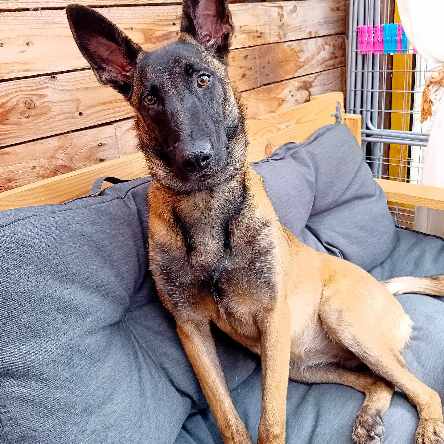 Tyra a rejoint le concours — aidez-le/la à gagner de superbes lots ! animal, belgian_malinois, couch, cozy, dog, domestic_animal, ears_up, fur, gray_cushion, head_tilt, home, indoor, looking_at_camera, mammal, paws, pet, relaxed, snout, tail, wooden_wall