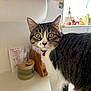 Willow joined the competition — help win amazing prizes! cat, tabby_cat, green_eyes, collar, bell, kitchen, counter, paper_towel, jar, wooden_item, domestic_animal, pet, curious, whiskers, fur, indoor, closeup, standing, looking, household