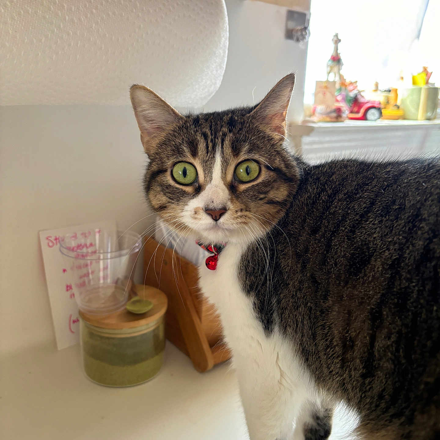 Willow joined the competition — help win amazing prizes! bell, cat, closeup, collar, counter, curious, domestic_animal, fur, green_eyes, household, indoor, jar, kitchen, looking, paper_towel, pet, standing, tabby_cat, whiskers, wooden_item