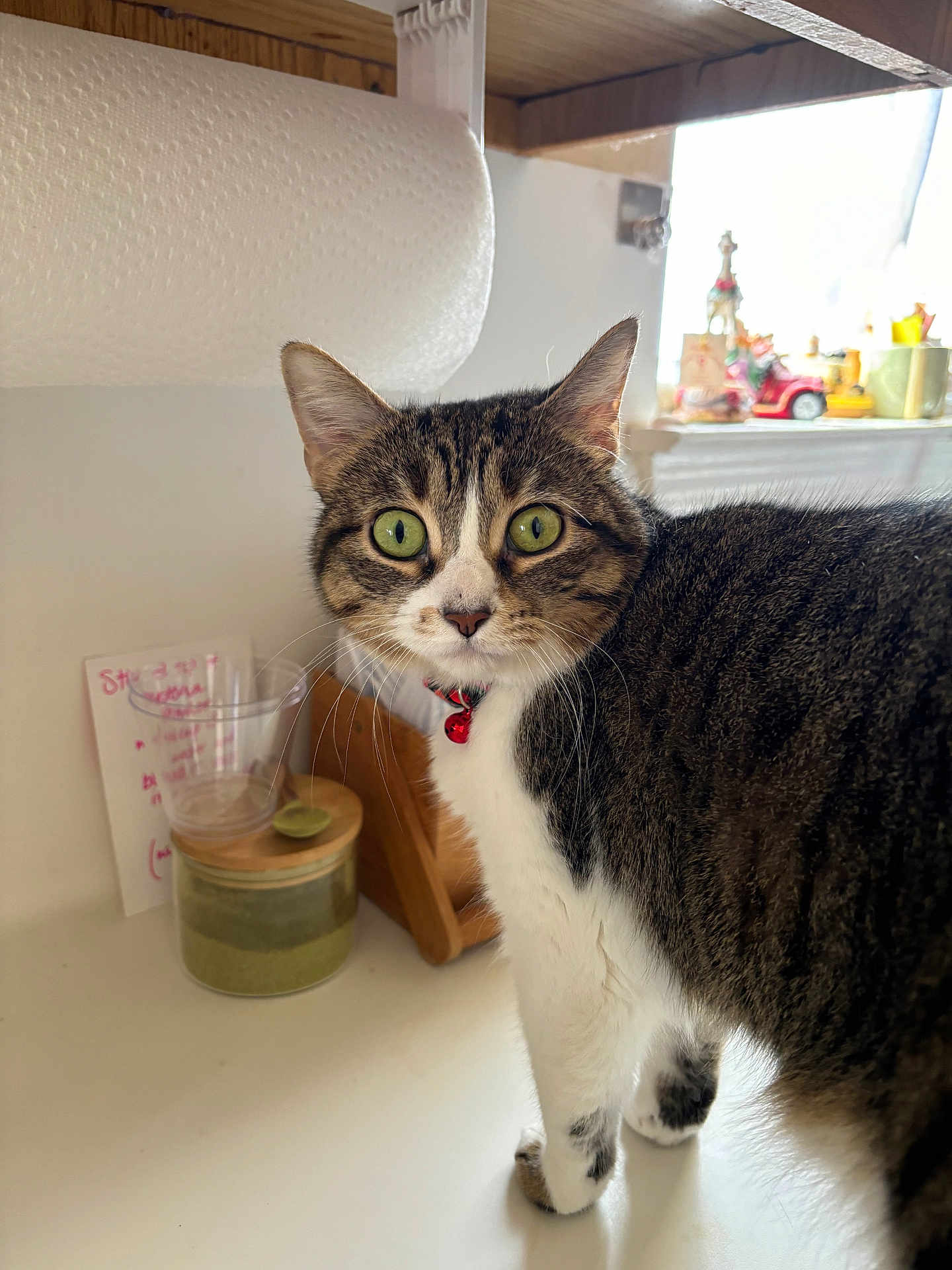 Willow joined the competition — help win amazing prizes! cat, tabby_cat, green_eyes, collar, bell, kitchen, counter, paper_towel, jar, wooden_item, domestic_animal, pet, curious, whiskers, fur, indoor, closeup, standing, looking, household