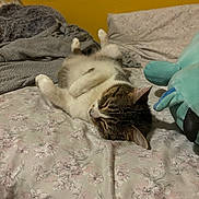 Willow joined the competition — help win amazing prizes! cat, tabby_cat, bed, blanket, stuffed_animal, plush_toy, floral_pattern, indoor, relaxed, sleeping, feline, pet, cozy, fur, whiskers, paw, resting, soft, home, yellow_wall