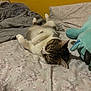 cat, tabby_cat, bed, blanket, stuffed_animal, plush_toy, floral_pattern, indoor, relaxed, sleeping, feline, pet, cozy, fur, whiskers, paw, resting, soft, home, yellow_wall