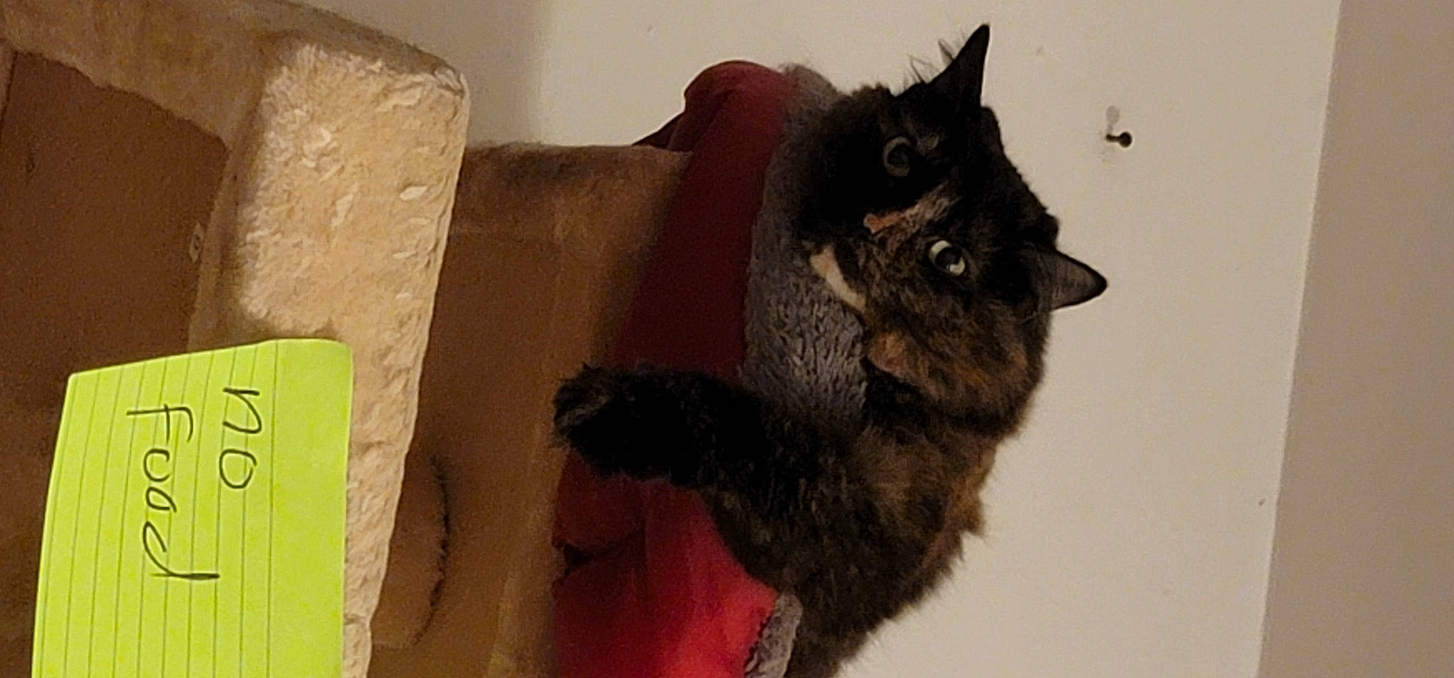 Sophie is registered to the contest to win money with this photo: black_cat, box, canidae, cardboard, carnivore, carton, cat, claw, dog_breed, domestic_short_haired_cat, felidae, fur, handwriting, paw, shipping_box, small_to_medium_sized_cats, snout, tail, terrestrial_animal, whiskers