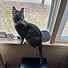 Trouble is registered to the contest to win money with this photo: cat, tabby_cat, windowsill, window, indoors, stool, tail, curious, pet, animal, feline, home, daylight, quiet, back_view, gray_cat, looking_outside, fur, domestic_cat, household