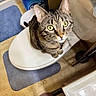 Trouble is registered to the contest to win money with this photo: cat, tabby_cat, toilet_seat, bathroom, bathroom_rug, toilet_paper, tile_floor, indoor, pet, animal, curious, looking_up, yellow_eyes, whiskers, fur, ears, person, footwear, slipper, floor_mat