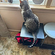 Trouble is registered to the contest to win money with this photo: cat, tabby_cat, indoor, window, table, carpet, stool, bag, pet, feline, animal, curious, looking_out, tail, striped, furniture, home, daylight, quiet, cozy