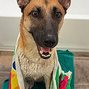 Lola joined the competition — help win amazing prizes! dog, towel, bathroom, wet, happy, smiling, pet, canine, ears, eyes, floor, bathtub, fur, portrait, domestic, animal, colorful, closeup, sitting, cute