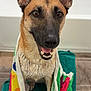 dog, towel, bathroom, wet, happy, smiling, pet, canine, ears, eyes, floor, bathtub, fur, portrait, domestic, animal, colorful, closeup, sitting, cute