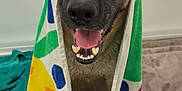 Lola is registered to the contest to win money with this photo: dog, towel, bathroom, happy, wet, pet, canine, smiling, tongue, floor, bathtub, colorful, fur, domestic_animal, indoors, cute, animal, portrait, expression, playful
