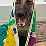 dog, towel, bathroom, happy, wet, pet, canine, smiling, tongue, floor, bathtub, colorful, fur, domestic_animal, indoors, cute, animal, portrait, expression, playful