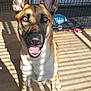 dog, canine, pet, indoor, sunlight, shadow, floor, wooden_floor, crate, water_bowl, toy, ears, happy, mouth_open, tongue, brown_fur, black_nose, animal, domestic, sitting